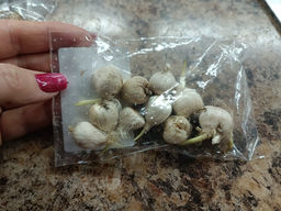 Спараксис трехцветный микс 10 шт