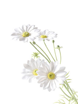 Цветы искусственные "Анемона Аврелия" d-9 см 60 см, белый
