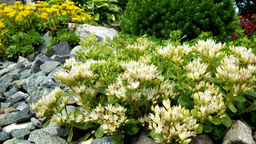 Седум (очиток) ложный 2 года ЗКС тара 2л высота 15-30см. - Наша дача фото 2