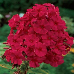 ФЛОКС Тенор Разбор I Кол-во упак., шт 2