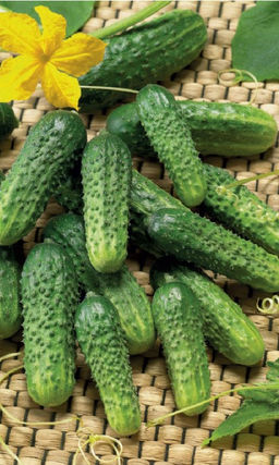 Огурец ПАСАДЕНА F1  Великолепная урожайность (до 30 кг с м/кв) и длительное плодоношение даже в неблагоприятных условиях!