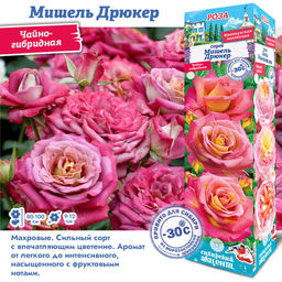 Роза Мишель Дрюкер (Чайно-гибридная) 1шт