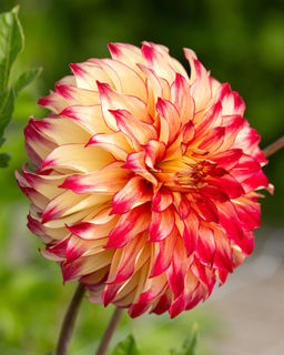 Георгина Lady Darlene (Декоративная) - Голландские луковицы фото 3