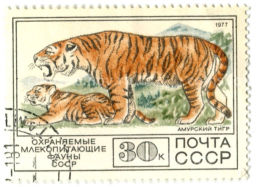 Марка Охраняемые млекопитающие фауны СССР Морж 1977 год