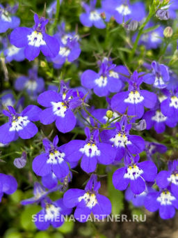 Лобелия каскадная Ривьера Блу Ай - Партнер фото 2