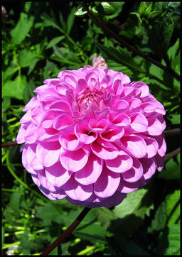 КРОКУС Пиквик Разбор 7/8 Кол-во 
 упак., шт 10 - Волжский сад фото 2