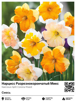 Нарцисс Разрезнокорончатый Микс (Смесь)