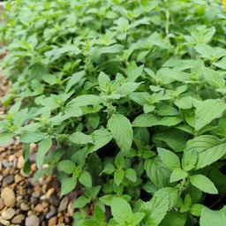 Мята Банановая - Долина роз фото 3