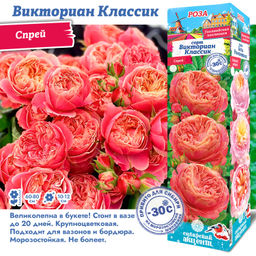 Роза Викториан Классик (Спрей) 1шт