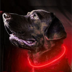 Ошейник неоновый для собак средних пород "Защита Бро", цвет красный, зарядка от USB, шнур в комплекте, размер M - d 50см (пакет с подвесом)