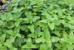 Мелисса Лимонный Аромат - Партнер фото 3