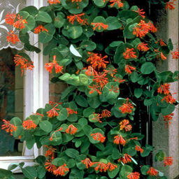 Жимолость декоративная Дропмор Скарлет