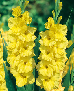 ГЛАДИОЛУС Бра Вал Разбор 10/12 Кол-во упак., шт 10