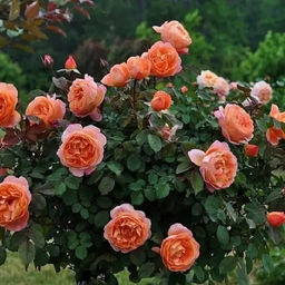 R110 ВИКТОРИАН СЕКРЕТ