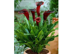 Калла Schwarzwalder (Шварцвальдер) - Долина роз фото 4