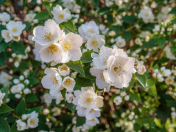 Чубушник (жасмин садовый) - Долина роз фото 3