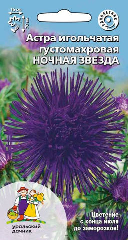 Астра НОЧНАЯ ЗВЕЗДА  Густомахровая, игольчатый тип