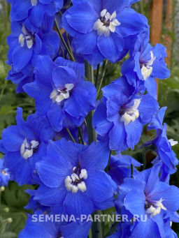 Дельфиниум Кобальт Дримс - Партнер фото 3