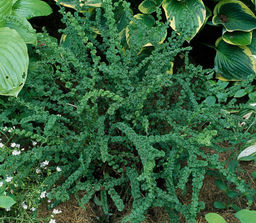 Кочедыжник Frizelliae (Женский) - Голландские луковицы фото 5