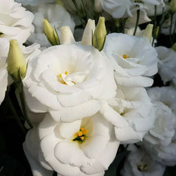 6286U Эустома Супер Мэджик F1 Пьюр Вайт 5шт