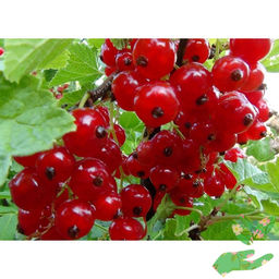 Смородина красная Джонкер Ван Тетс