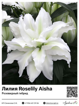 Лилия Roselily Aisha (Розовидный гибрид)