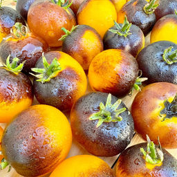 Гном Луна Гондваны НОВИНКА 2025 года!