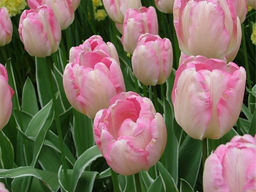 Тюльпан New Design (Нью Дизайн) - Долина роз фото 3