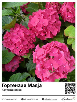 Гортензия крупнолистная Masja (Мася)
