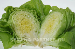 Салат кочанный Лука - Партнер фото 3