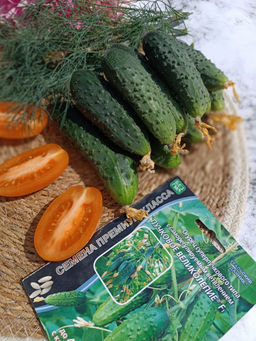 Огурец ПУЧКОВОЕ ВЕЛИКОЛЕПИЕ F1  Уникальный!