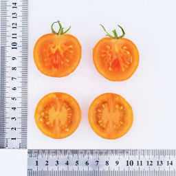 Томат Оранжевый Земледелец - Партнер фото 7