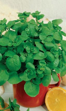 Кресс водяной ПОДМОСКОВНЫЙ Регулирует обмен веществ! Высокие лечебные свойства! Холодостойкий! Устойчив к стрелкованию!