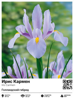 Ирис Carmen (Голландский гибрид) - Голландские луковицы фото 2