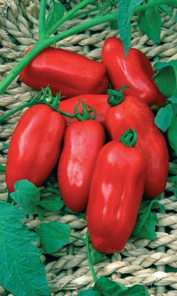 Томат ОХОТНЫЙ РЯД Выравненные, аккуратные плоды! Сахаристые, плотные, ароматные, массой до 100 г! Высокая завязываемость!