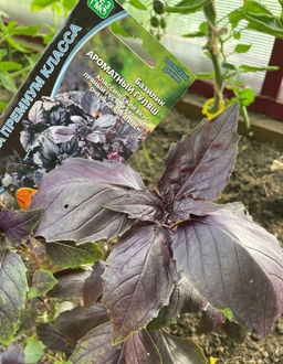 Базилик АРОМАТНЫЙ ГУЛЯШ  Пряный, густой аромат идеален для мясных блюд, особенно гуляша! Подходит для сушки, заморозки и при консервировании!