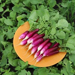 Редис ВЕДЬМИНЫ ПАЛЬЦЫ  Редкая окраска! Без горечи и пустот! Не стрелкуется! - Уральский дачник фото 3