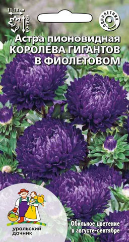 Астра КОРОЛЕВА В ФИОЛЕТОВОМ