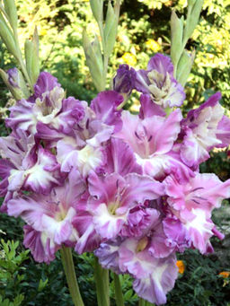 ГЛАДИОЛУС Розетт Разбор 10/12 Кол-во упак., шт 8