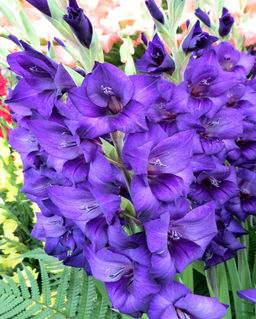 Гладиолус Cookie - Голландские луковицы фото 3