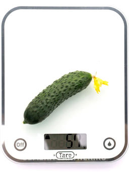 Огурец партенокарпический Дружный - Партнер фото 8