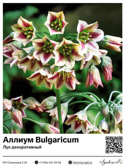 Аллиум Bulgaricum (Лук декоративный)