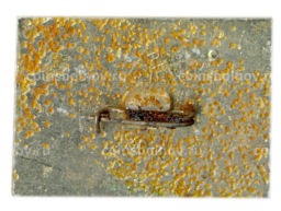 Значок Владимир