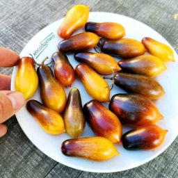 Помидоры Индиго Кумкват - Indigo Kumquat Tomato