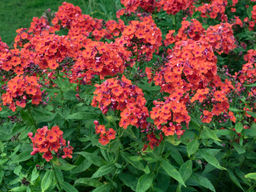 Флокс Orange Perfection (Метельчатый) - Голландские луковицы фото 2