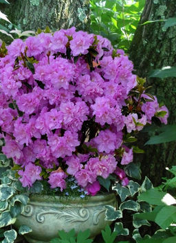 Азалия японская Рододендрон Elsie Lee (Элси Ли) - Голландские луковицы фото 4