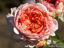 Роза Абрахам Дерби