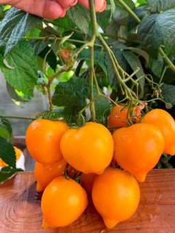 Томат Лиана желтая 20-25шт. (Самарские семена)