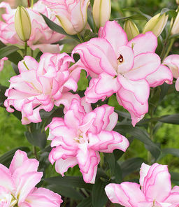 ЛИЛИЯ Роузлили Аннушка Разбор 12/14 Кол-во упак., шт 5