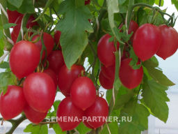 Томат Агроденс - Партнер фото 4